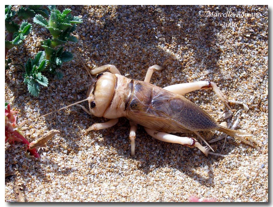BRACHYTRUPES MEGACEPHALUS PDF BRACHYTRUPES MEGACEPHALUS PDF